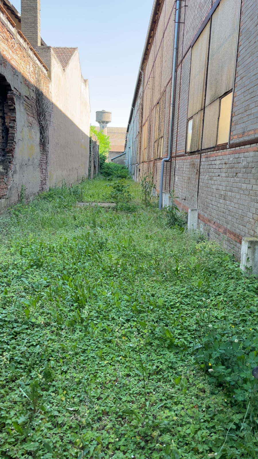 Avant - 🌾 Débroussaillage d'une allée