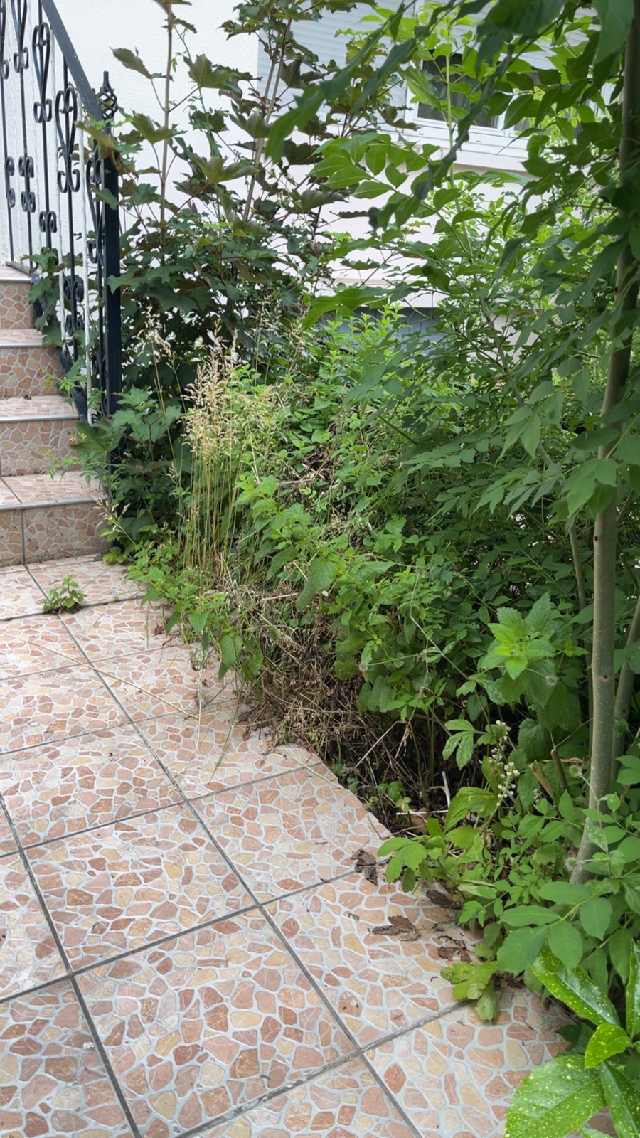 Avant - 🌿 Nettoyage d'une entrée & massif